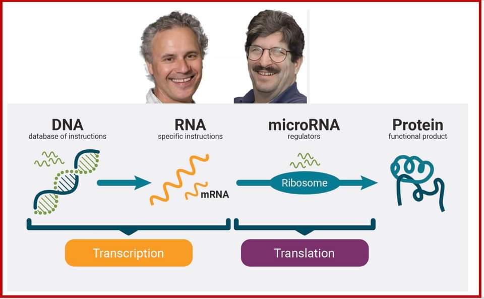 NOBEL Y HỌC 2024: Micro RNA