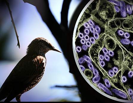 National Institues of Health [NIH] đánh giá mối đe dọa của H5N1