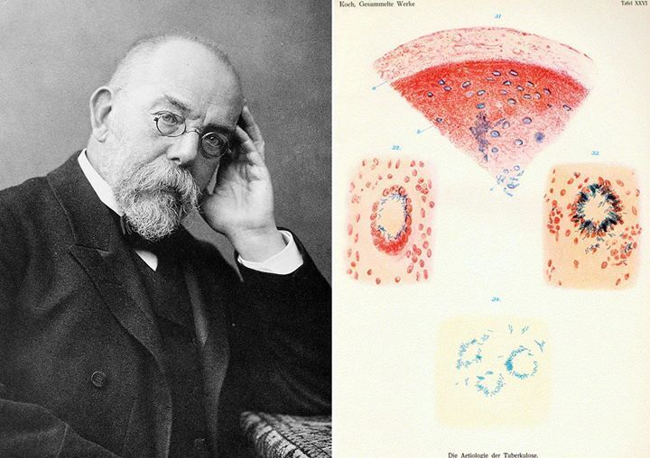 The Nobel – Bs Koch và vi khuẩn gây bệnh lao (TB)
